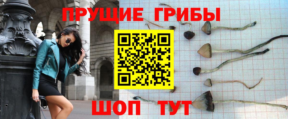 Курчалой  Псилоцибиновые грибы мицелий  Вход с VPN  Галлюциногенные грибы Magic Shrooms 